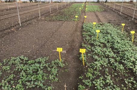 Pelargonic Acid: An innovative solution for the control of weeds