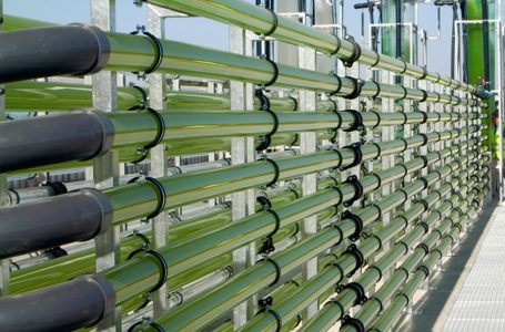 Microalgae: high quality raw material with immense potential.